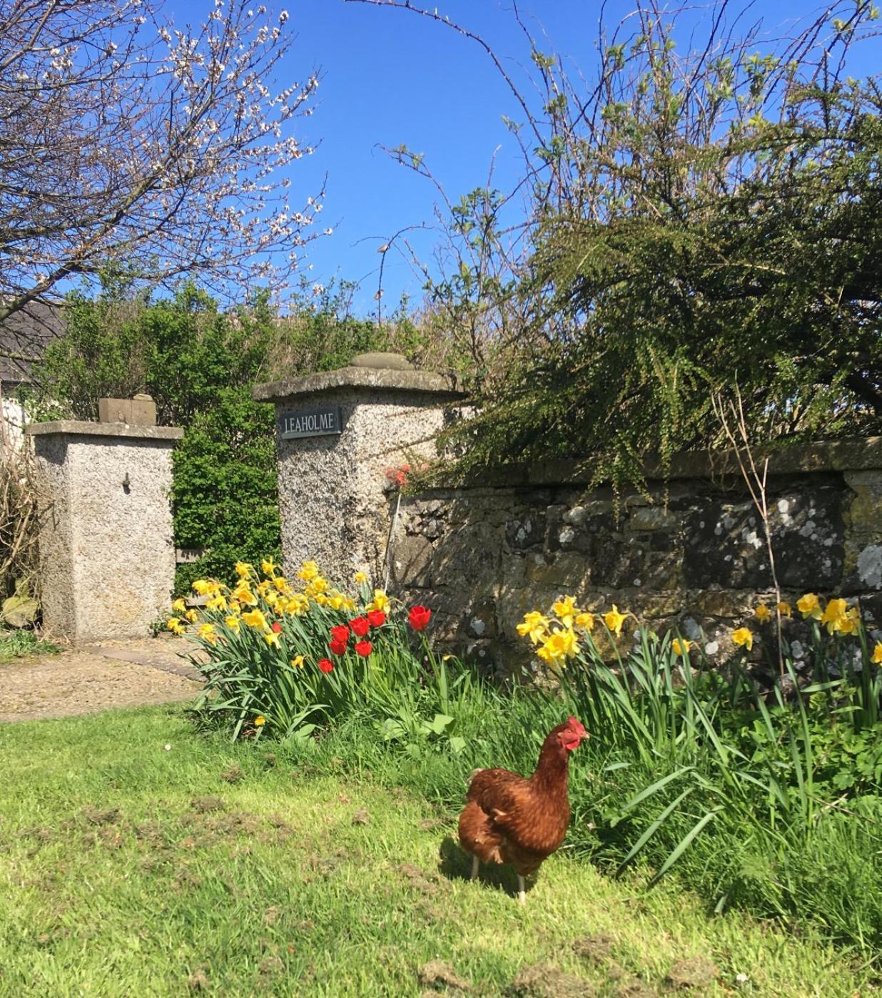 Leaholme Cottage - Fabulous Coastal Cottage For 8 Newton-by-the-Sea Eksteriør billede